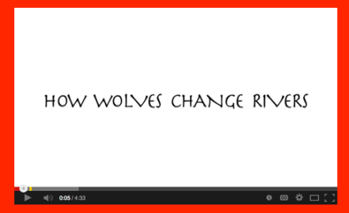 wolveschange