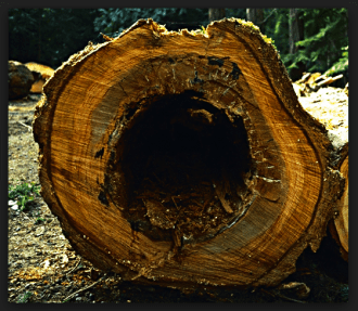 heartwood rot