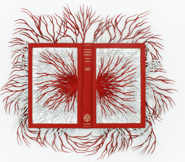 From Barbara Wildenoer's Library of the Infinitesimally Small and Unimaginable Large 