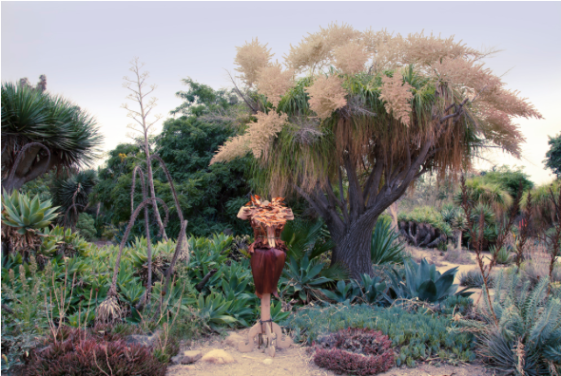 The Dracaena Dress installed in the desert section. To the far left is the Dracaena Draco tree from which the leaves were gathered.